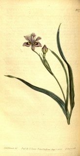 Botanical print by Sydenham Teast Edwards 1768 â€ì 1819, Sydenham Edwards was a natural history