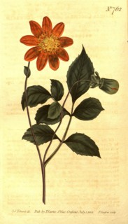 Botanical print by Sydenham Teast Edwards 1768 â€ì 1819, Sydenham Edwards was a natural history