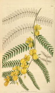 Botanical print or English natural history illustration by Joseph Swan 1796-1872, British Engraver.