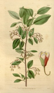 Botanical print or English natural history illustration by Joseph Swan 1796-1872, British Engraver.
