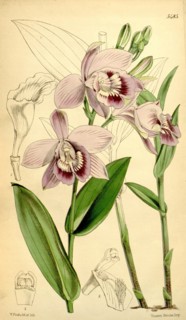 Botanical Print by Walter Hood Fitch 1817 â€ì 1892, W.H. Fitch was an botanical illustrator and