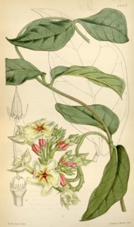 Botanical Print by Walter Hood Fitch 1817 â€ì 1892, W.H. Fitch was an botanical illustrator and