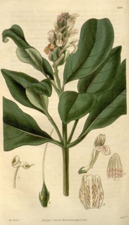 Botanical print by Sir William Jackson Hooker, FRS, 1785 â€ì 1865, English botanical illustrator.