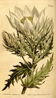 Botanical print by Sydenham Teast Edwards 1768 â€ì 1819, Sydenham Edwards was a natural history