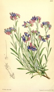 Botanical Print by Walter Hood Fitch 1817 â€ì 1892, W.H. Fitch was an botanical illustrator and