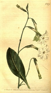 Botanical print by Sydenham Teast Edwards 1768 â€ì 1819, Sydenham Edwards was a natural history