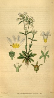 Botanical print by Sir William Jackson Hooker, FRS, 1785 â€ì 1865, English botanical illustrator.