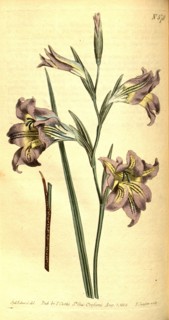 Botanical print by Sydenham Teast Edwards 1768 â€ì 1819, Sydenham Edwards was a natural history