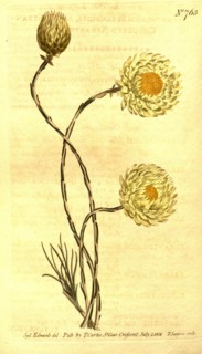 Botanical print by Sydenham Teast Edwards 1768 â€ì 1819, Sydenham Edwards was a natural history