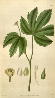 Botanical print by Sir William Jackson Hooker, FRS, 1785 â€ì 1865, English botanical illustrator.