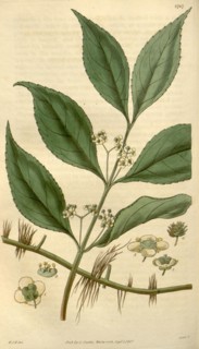 Botanical print by Sir William Jackson Hooker, FRS, 1785 â€ì 1865, English botanical illustrator.