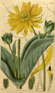 Botanical print by Sir William  Jackson Hooker, FRS, 1785 â€ì  1865, English botanical  illustrator
