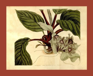 Botanical print by Sydenham  Teast Edwards 1768 â€ì 1819,  Sydenham Edwards was a natural  history