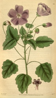 Botanical print by Sir William  Jackson Hooker, FRS, 1785 â€ì  1865, English botanical  illustrator