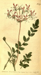 Botanical print by Sydenham Teast Edwards 1768 â€ì 1819,  Sydenham Edwards was a natural  history