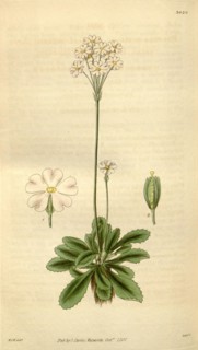 Botanical print by Sir William  Jackson Hooker, FRS, 1785 â€ì  1865, English botanical  illustrator