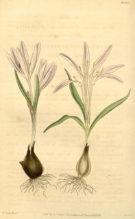 Botanical Print by Walter Hood  Fitch 1817 â€ì 1892, W.H. Fitch  was an botanical illustrator and
