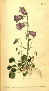 Botanical print by Sydenham Teast Edwards 1768 â€ì 1819, Sydenham Edwards was a natural history