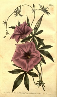 Botanical print by Sydenham Teast Edwards 1768 â€ì 1819, Sydenham Edwards was a natural history