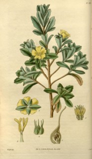 Botanical print by Sir William Jackson Hooker, FRS, 1785 â€ì 1865, English botanical illustrator.