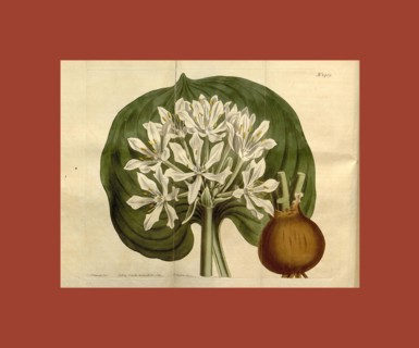 Botanical print by Sydenham Teast Edwards 1768 â€ì 1819, Sydenham Edwards was a natural history