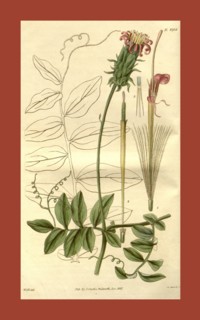 Botanical print by Sir William Jackson Hooker, FRS, 1785 â€ì 1865, English botanical illustrator.