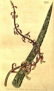 Botanical print by Sydenham Teast Edwards 1768 â€ì 1819, Sydenham Edwards was a natural history