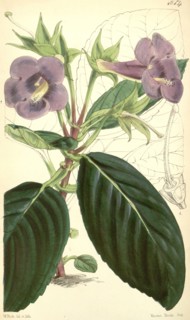 Botanical Print by Walter Hood Fitch 1817 â€ì 1892, W.H. Fitch was an botanical illustrator and