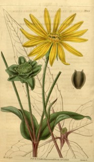 Botanical print by Sir William Jackson Hooker, FRS, 1785 â€ì 1865, English botanical illustrator.