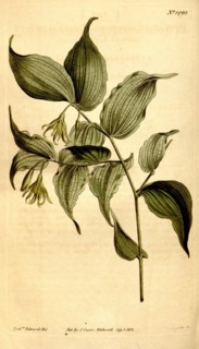Botanical print by Sydenham Teast Edwards 1768 â€ì 1819, Sydenham Edwards was a natural history