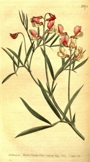 Botanical print by Sydenham Teast Edwards 1768 â€ì 1819, Sydenham Edwards was a natural history