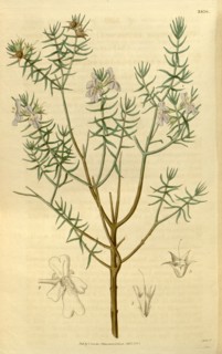 Botanical print or English natural history illustration by Joseph Swan 1796-1872, British Engraver.