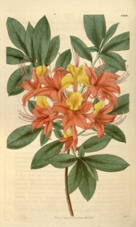 Botanical print or English natural history illustration by Joseph Swan 1796-1872, British Engraver.