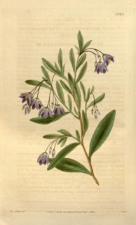 Botanical print or English natural history illustration by Joseph Swan 1796-1872, British Engraver.