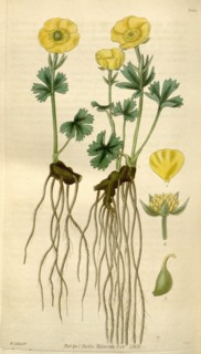 Botanical print by Sir William Jackson Hooker, FRS, 1785 â€ì 1865, English botanical illustrator.