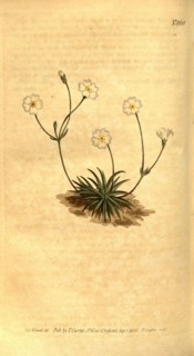 Botanical print by Sydenham Teast Edwards 1768 â€ì 1819, Sydenham Edwards was a natural history