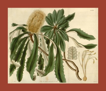 Botanical print or English natural history illustration by Joseph Swan 1796-1872, British Engraver.