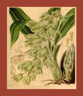 Botanical Print by Walter Hood Fitch 1817 â€ì 1892, W.H. Fitch was an botanical illustrator and