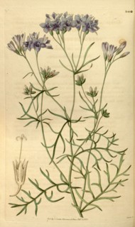 Botanical print or English natural history illustration by Joseph Swan 1796-1872, British Engraver.