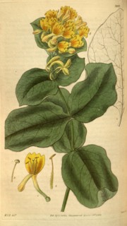 Botanical print by Sir William Jackson Hooker, FRS, 1785 â€ì 1865, English botanical illustrator.