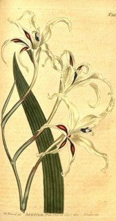 Botanical print by Sydenham Teast Edwards 1768 â€ì 1819, Sydenham Edwards was a natural history