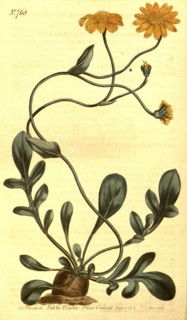 Botanical print by Sydenham Teast Edwards 1768 â€ì 1819, Sydenham Edwards was a natural history