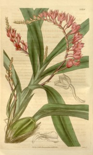 Botanical print or English natural history illustration by Joseph Swan 1796-1872, British Engraver.