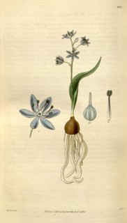 Botanical print by Sir William Jackson Hooker, FRS, 1785 â€ì 1865, English botanical illustrator.