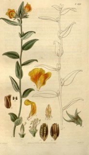 Botanical print by Sir William Jackson Hooker, FRS, 1785 â€ì 1865, English botanical illustrator.