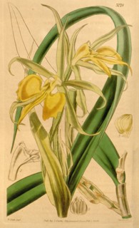Botanical Print by Walter Hood Fitch 1817 â€ì 1892, W.H. Fitch was an botanical illustrator and