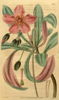 Botanical print by Sir William Jackson Hooker, FRS, 1785 â€ì 1865, English botanical illustrator.