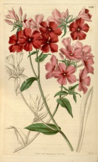 Botanical print or English natural history illustration by Joseph Swan 1796-1872, British Engraver.