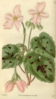 Botanical print by Sir William Jackson Hooker, FRS, 1785 â€ì 1865, English botanical illustrator.