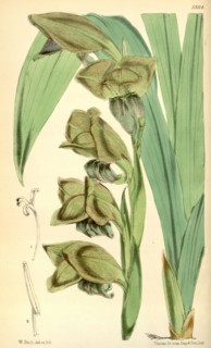 Botanical Print by Walter Hood Fitch 1817 â€ì 1892, W.H. Fitch was an botanical illustrator and